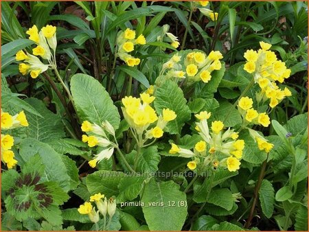 Primula veris