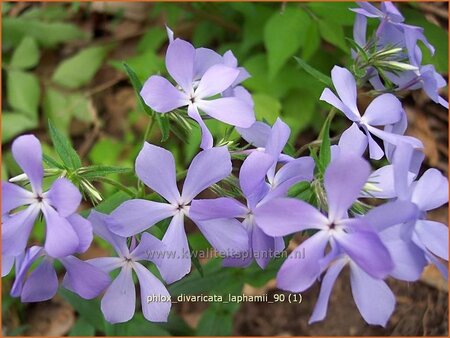 Phlox divaricata laphamii