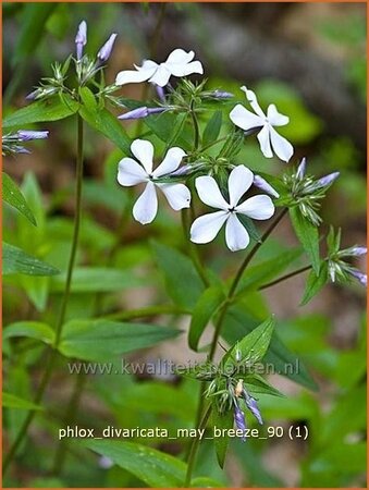 Phlox divaricata &#39;May Breeze&#39;