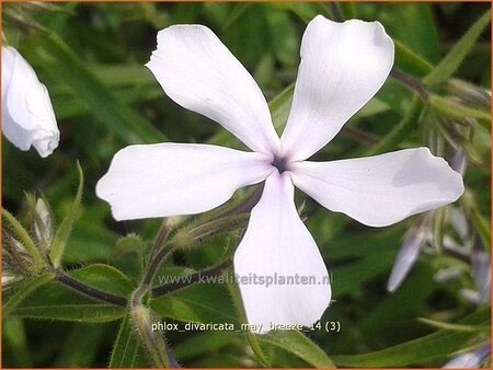 Phlox divaricata &#39;May Breeze&#39;