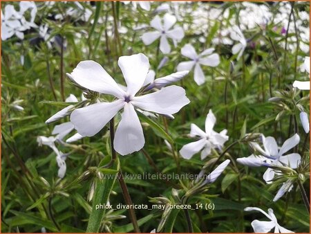 Phlox divaricata &#39;May Breeze&#39;