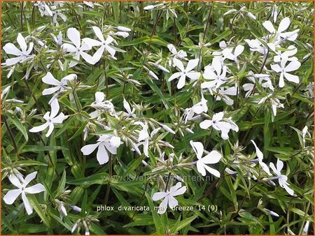 Phlox divaricata &#39;May Breeze&#39;