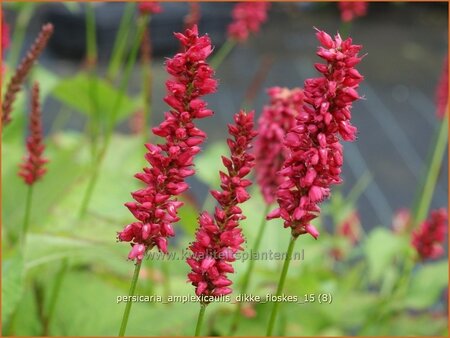 Persicaria amplexicaulis &#39;Dikke Floskes&#39;