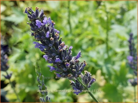 Lavandula intermedia &#39;Arabian Nights&#39;