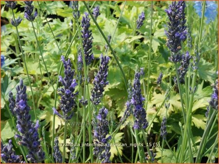 Lavandula intermedia &#39;Arabian Nights&#39;