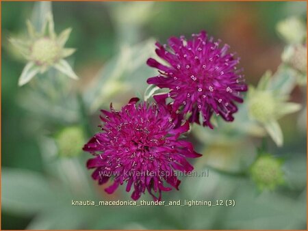 Knautia macedonica &#39;Thunder and Lightning&#39;