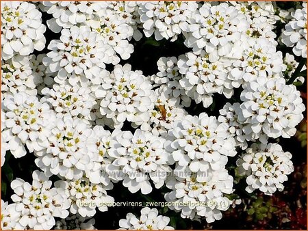 Iberis sempervirens &#39;Zwergschneeflocke&#39;