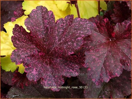 Heuchera &#39;Midnight Rose&#39;