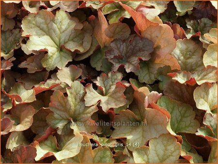 Heuchera &#39;Pinot Gris&#39;