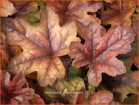 Heucherella &#39;Brass Lantern&#39;