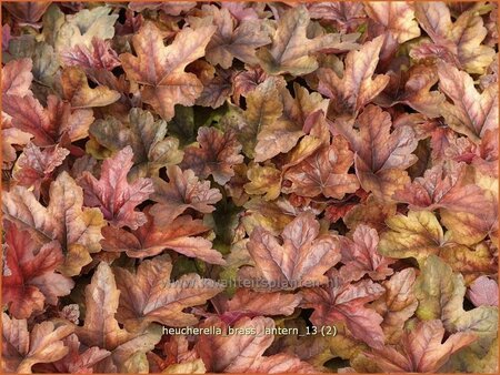 Heucherella &#39;Brass Lantern&#39;