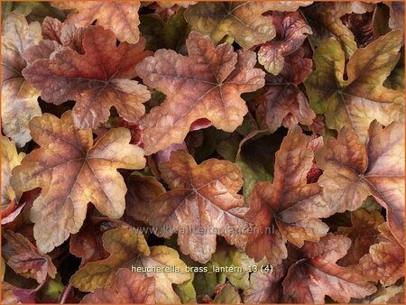 Heucherella &#39;Brass Lantern&#39;