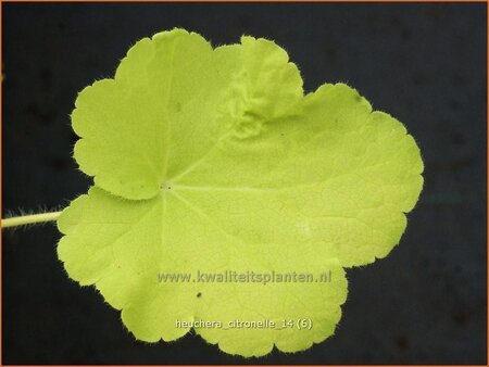 Heuchera &#39;Citronelle&#39;