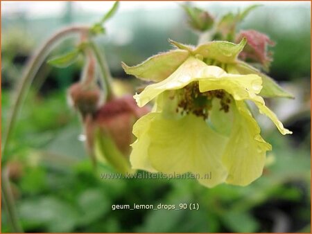 Geum &#39;Lemon Drops&#39;