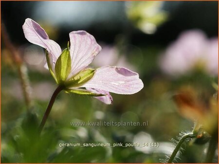 Geranium sanguineum &#39;Pink Pouffe&#39;