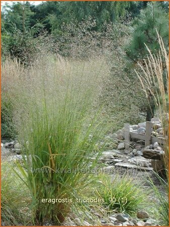 Eragrostis trichodes