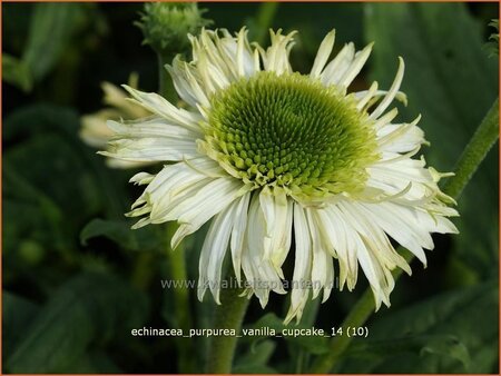 Echinacea purpurea &#39;Vanilla Cupcake&#39;