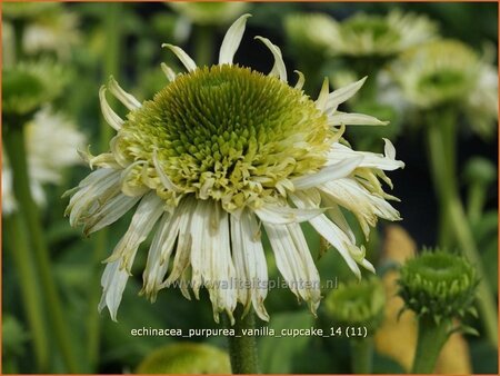 Echinacea purpurea &#39;Vanilla Cupcake&#39;