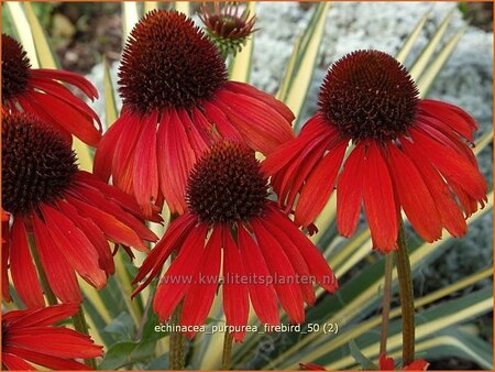 Echinacea purpurea &#39;Firebird&#39;