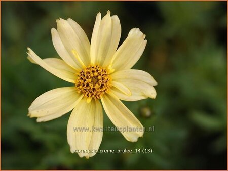 Coreopsis &#39;Creme Brulee&#39;