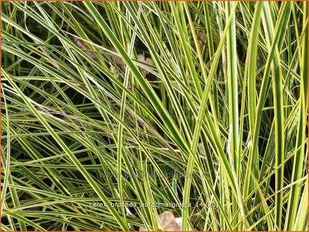 Carex brunnea &#39;Aureomarginata&#39;