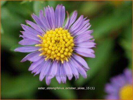 Aster oblongifolius &#39;October Skies&#39;