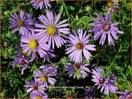 Aster oblongifolius &#39;October Skies&#39;