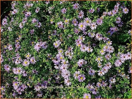 Aster oblongifolius &#39;October Skies&#39;