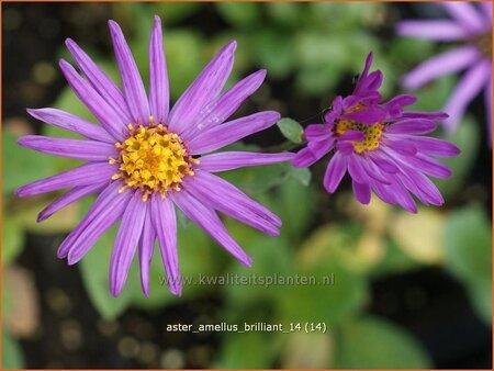 Aster amellus &#39;Brilliant&#39;