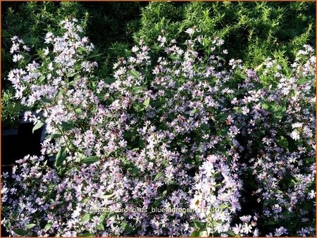 Aster cordifolius &#39;Bluetenregen&#39;