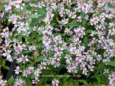 Aster cordifolius &#39;Bluetenregen&#39;