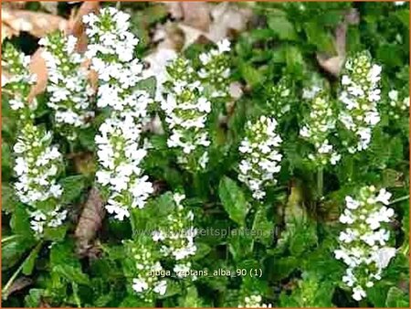 Ajuga reptans &#39;Alba&#39;