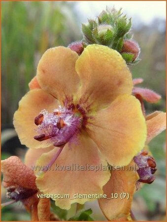 Verbascum &#39;Clementine&#39;