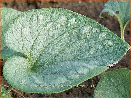 Brunnera macrophylla &#39;Emerald Mist&#39;