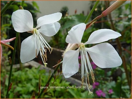 Gaura lindheimeri &#39;Short Form&#39;