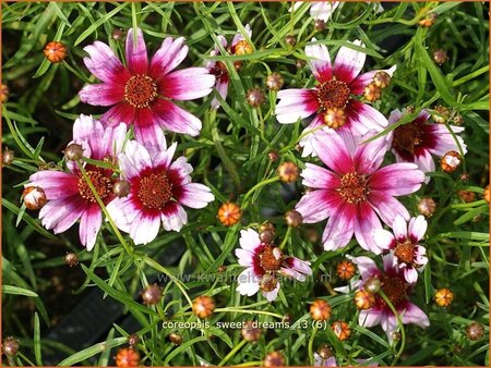 Coreopsis &#39;Sweet Dreams&#39;