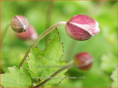 Anemone hupehensis &#39;Little Princess&#39;