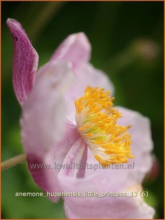 Anemone hupehensis &#39;Little Princess&#39;