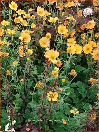 Geum &#39;Totally Tangerine&#39;