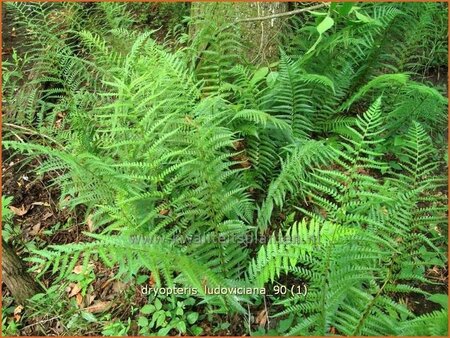 Dryopteris ludoviciana