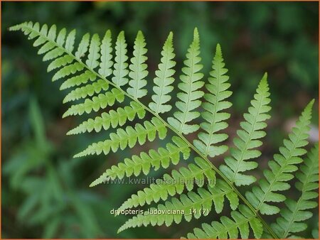 Dryopteris ludoviciana