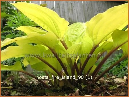 Hosta &#39;Fire Island&#39;