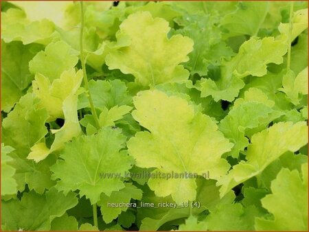 Heuchera &#39;Lime Rickey&#39;