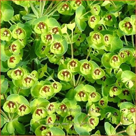 Euphorbia &#39;Baby Charm&#39;