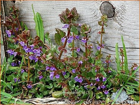 Glechoma hederacea