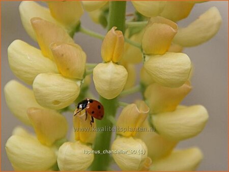 Lupinus &#39;Chandelier&#39;