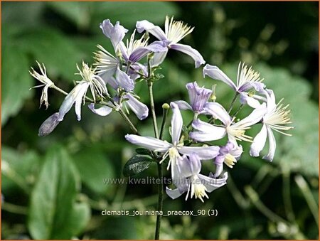 Clematis jouiniana &#39;Praecox&#39;