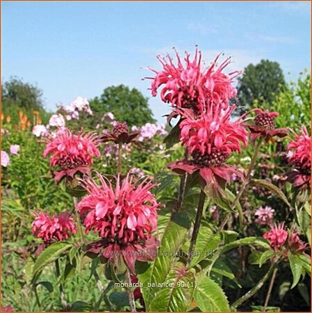 Monarda &#39;Balance&#39;