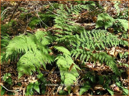 Dryopteris marginalis