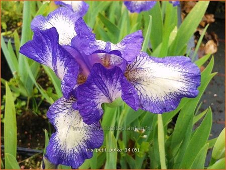 Iris pumila &#39;Petit Polka&#39;